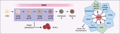PAX5 alterations in B-cell acute lymphoblastic leukemia